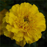 Afbeelding Tagetes patula Select Yellow